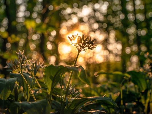 Bärlauchblüte bei Hördt