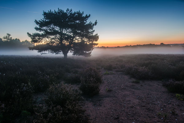 Nebel im ersten Tageslicht