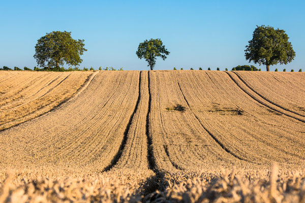 Sommer in der Südpfalz