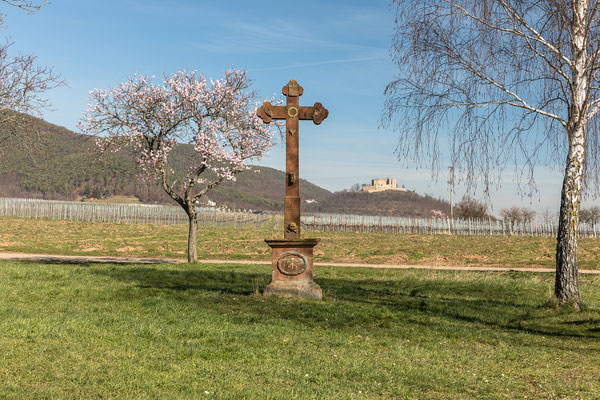 Mandelblüte bei Maikammer