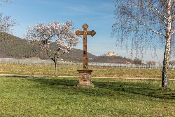 Mandelblüte bei Maikammer
