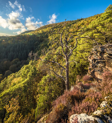 Abendstimmung auf einem Fels im Pfälzerwald