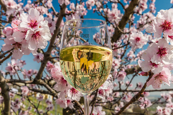 Mandelblüte in Gimmeldingen