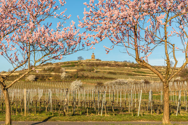 Mandelblüten im Morgenlicht bei Bad Dürkheim