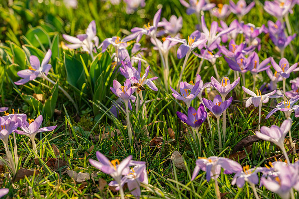 Krokusblüte im Kurpark