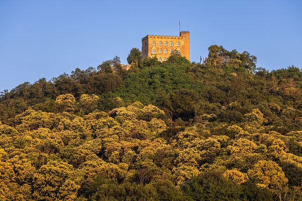 Kastanienblüte am Hambacher Schloss