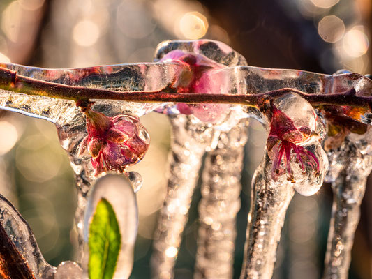 Frostschutzberegnung an Pfirsichblüten bei Neustadt