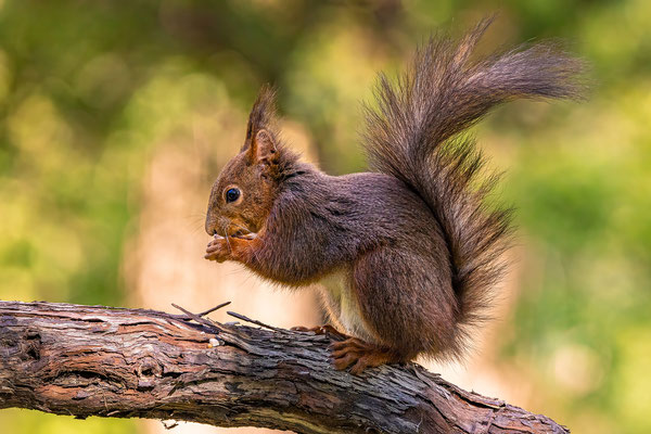 Eichhörnchen