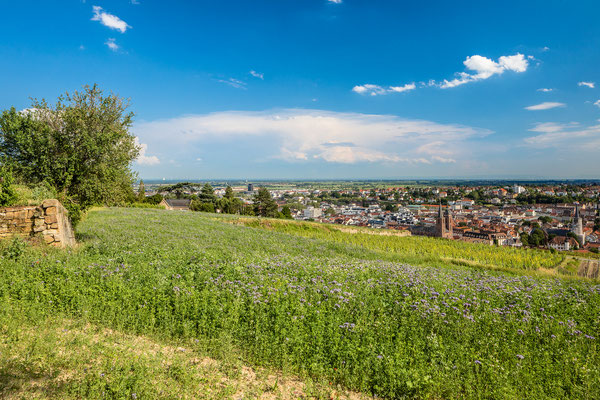 In den Weinbergen über Neustadt