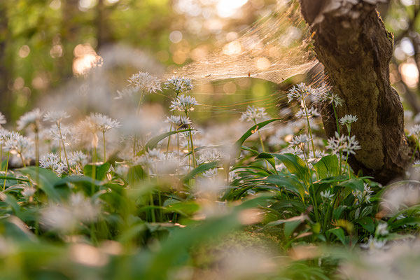 Bärlauchblüte bei Hördt