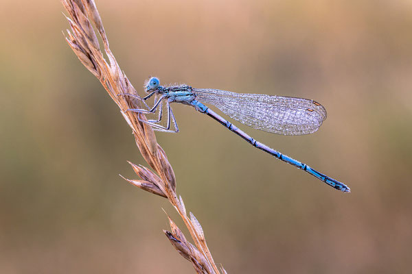 Federlibelle