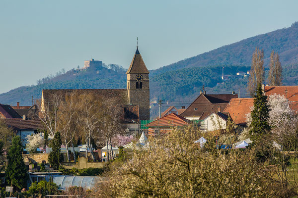 Mandelblüte in Gimmeldingen, Hambacher Schloss im Hintergrund