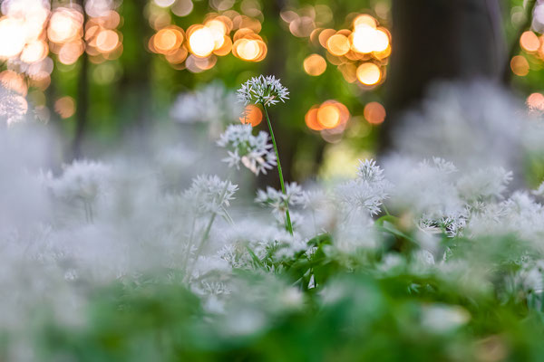 Bärlauchblüte bei Hördt