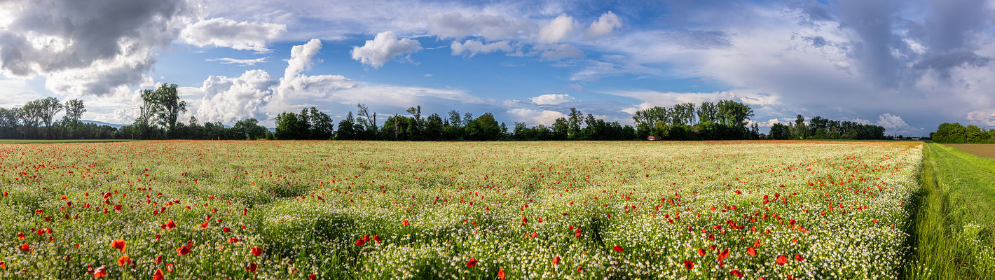 Blumenwiese bei Freimersheim
