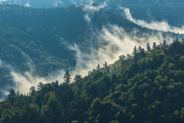 Nebelfetzen über dem Pfälzerwald