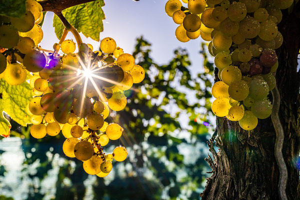 Herbst in Deidesheims Weinbergen