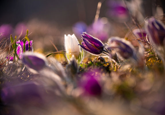 Blüte der Küchenschellen bei Falkenstein