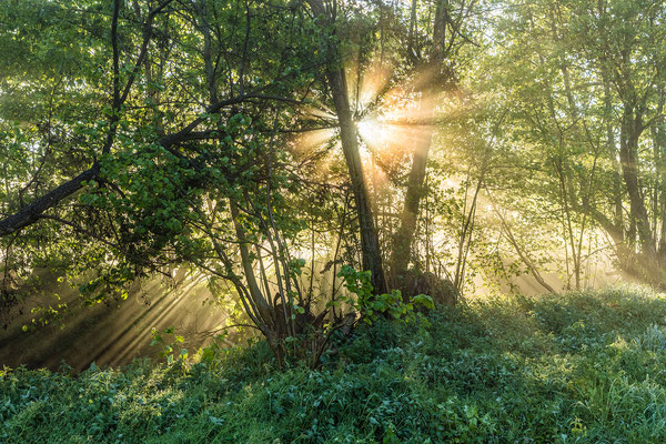 Morgennebel in der Queichtalniederung