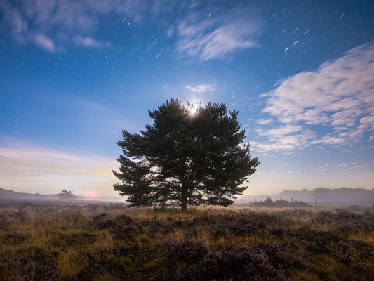 Mondnacht in der Mehlinger Heide