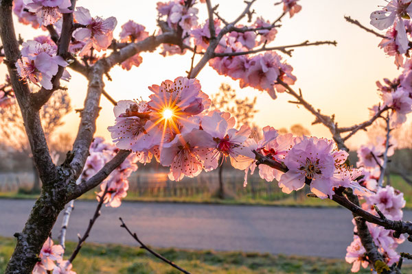 Mandelblüte in Gimmeldingen