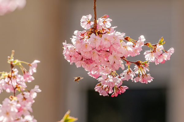 Zierkirschblüte in Neustadt