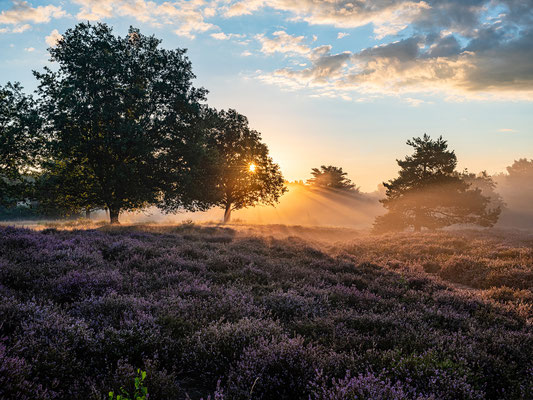 Bodennebel zum Sonnenaufgang in der Mehlinger Heide