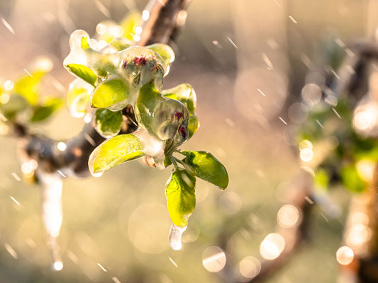 Frostschutzberegnung in Neustadt