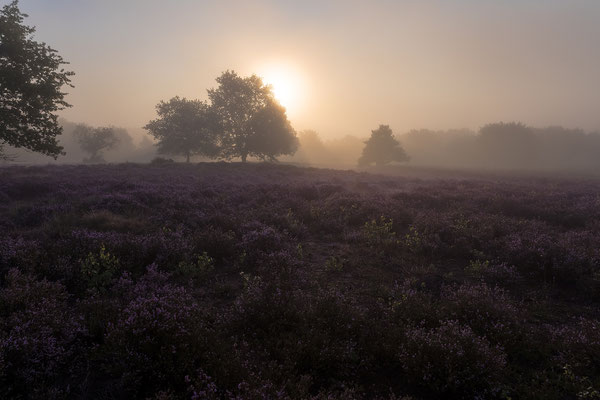 Sonnenaufgang im Frühnebel