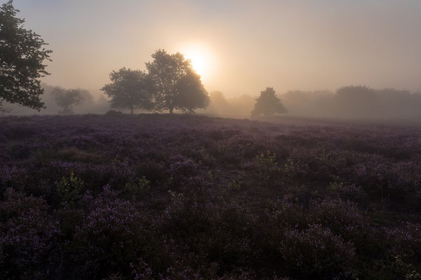 Sonnenaufgang im Frühnebel