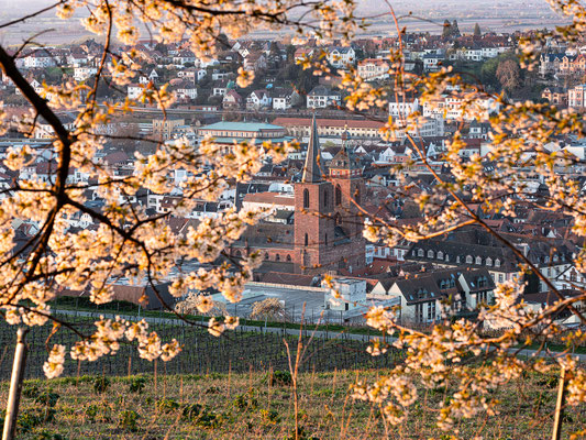 Morgenstimmung über Neustadts Weinbergen