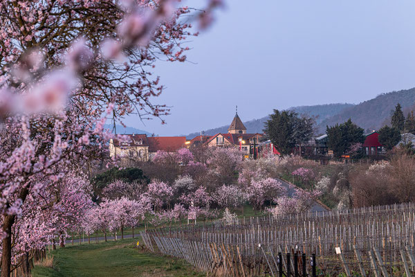 Mandelblüte in Gimmeldingen