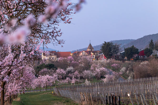 Mandelblüte in Gimmeldingen