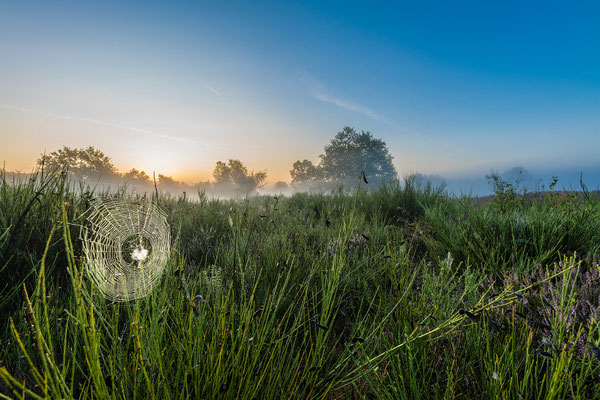 Sonnenaufgang in der Mehlinger Heide