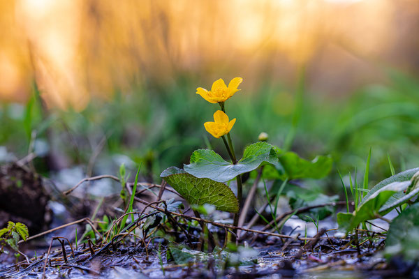 Sumpfdotterblume