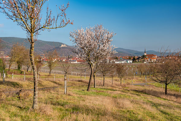 Beginnende Mandelblüte bei Maikammer
