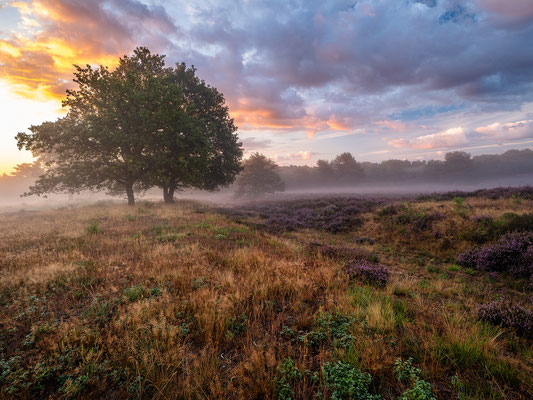 Nebliger Tagesanbruch in der Mehlinger Heide