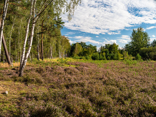 Kleines Heidegebiet bei Hassloch