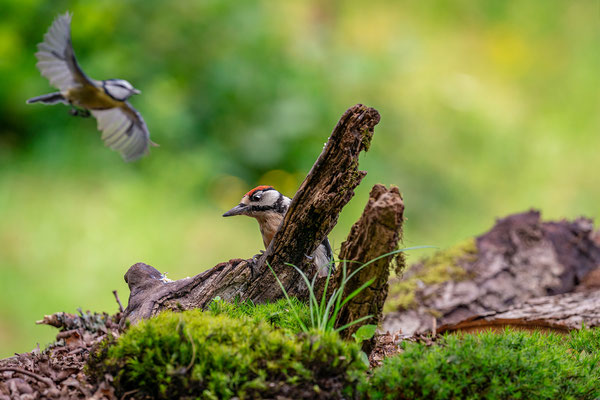 Buntspecht und Meisen