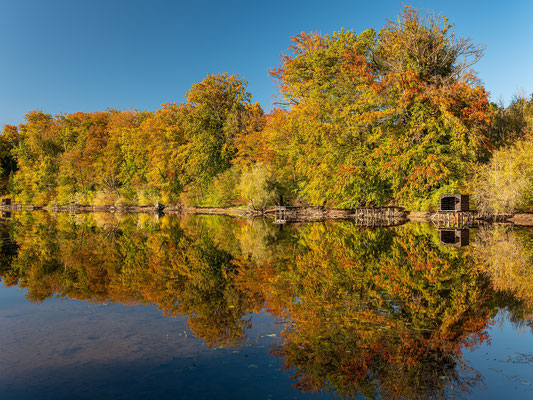 Herbstfarben am Jockgrimer Altrhein