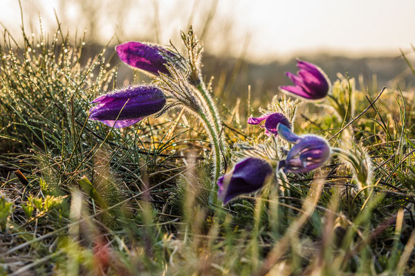 Küchenschellenblüte bei Falkenstein