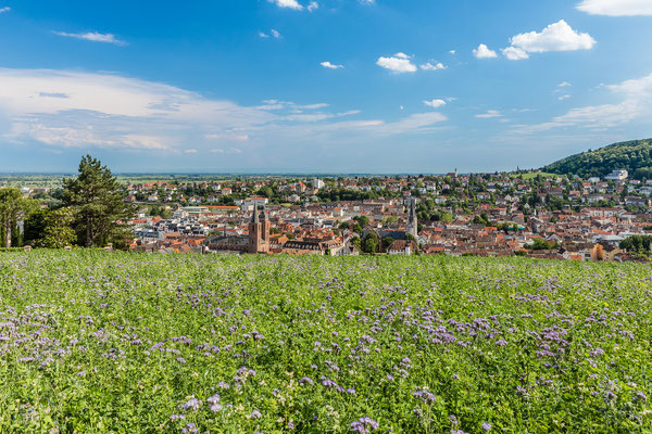 In den Weinbergen über Neustadt