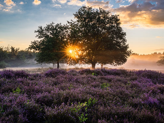 Bodennebel zum Sonnenaufgang in der Mehlinger Heide
