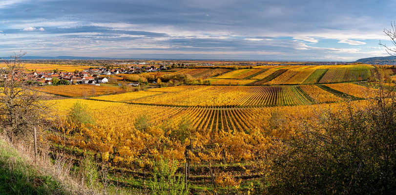 Kallstadt im Herbstkleid