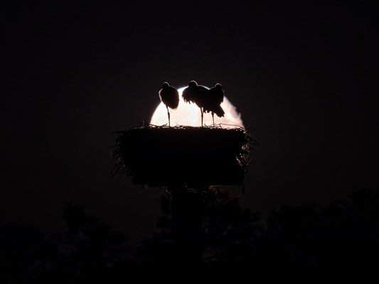 Jungstörche im Licht des Vollmondes