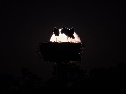 Jungstörche im Licht des Vollmondes