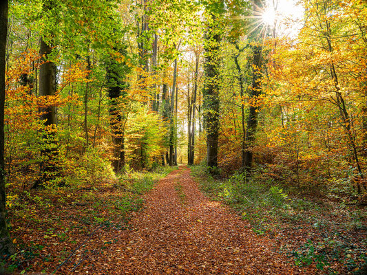 Herbst im Bienwald bei Neuburg