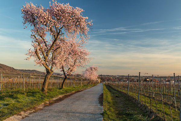 Mandelblüte in Forst kurz nach Sonnenaufgang