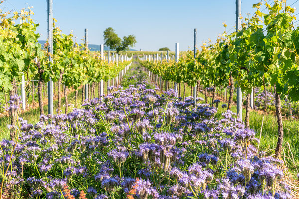Weinberge bei Duttweiler