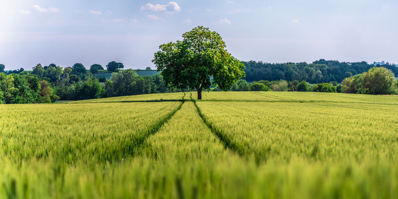 Frühsommer in der Südpfalz, 120 x 60 cm, Forex, Rückseitige Hängung mit Aluminiumschiene, 200 €