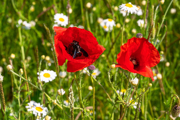 Wildblumenwiese bei Freimersheim